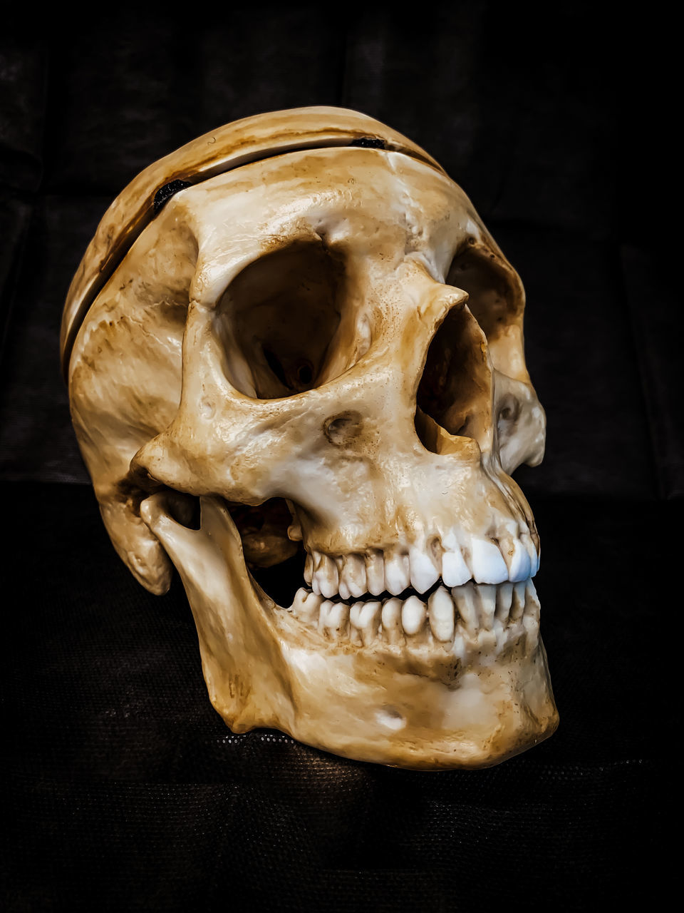 bone, death, human skeleton, human skull, human bone, human head, spooky, black background, indoors, jaw, anatomy, animal body part, horror, single object, fear, history, animal skull, sculpture, the past, art, studio shot, close-up, healthcare and medicine, teeth, still life