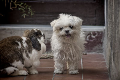 Maltese dog and rabbit in back yard