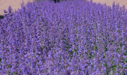 Close-up of purple flowering plants on field