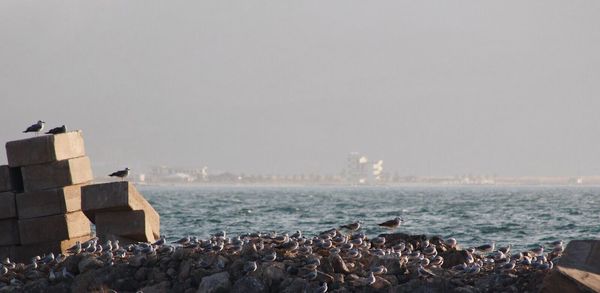 Birds perching on beach against sky