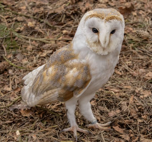 Barn owl resting on the woodland floor