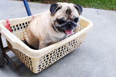 Close-up of dog sitting in basket