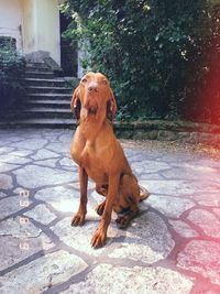 Portrait of dog sitting on floor in city