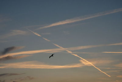 Low angle view of birds flying in sky
