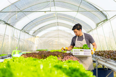 Full length of senior man working in greenhouse