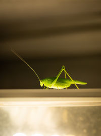 Close-up of grasshopper