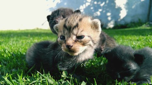 Portrait of dog on grassy field