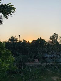 Silhouette palm trees against clear sky during sunset