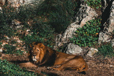 Lioness sitting on rock