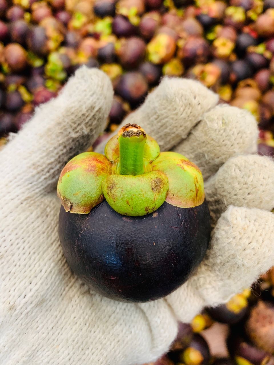 HIGH ANGLE VIEW OF GREEN FRUITS ON LEAF