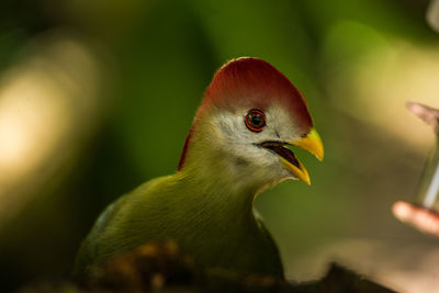 Close-up of bird