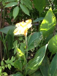 Close-up of yellow flower blooming outdoors