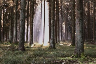 Trees in forest, sunrays