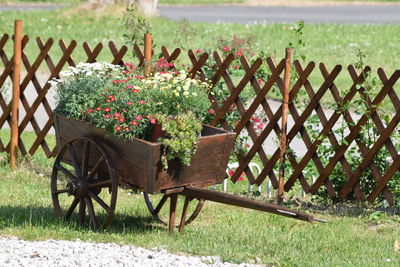 High angle view of wheelbarrow filled with flowers