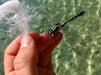 Close-up of hand holding a dragonfly above water