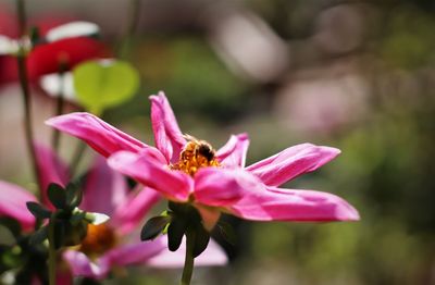 Close-up of bee pollinating on pink flower