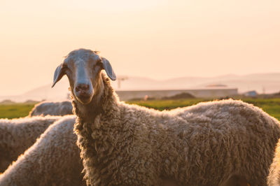 Close up of sheep in the grassland