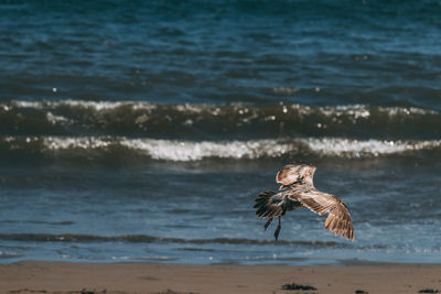 Seagull flying over sea