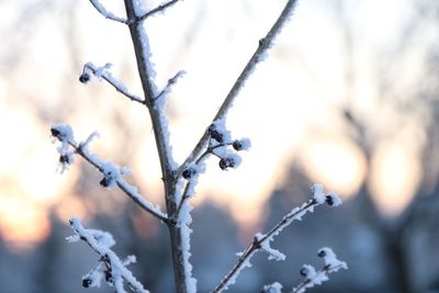 winter