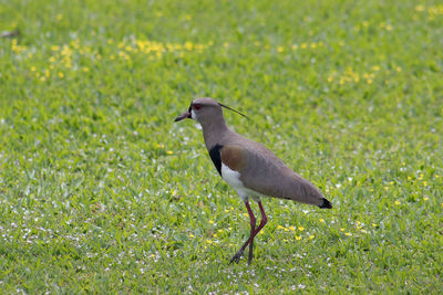 Side view of a bird on field