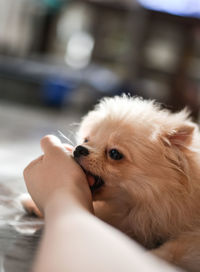 Close-up of dog looking away