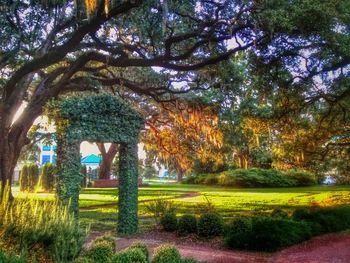 Trees on grassy field