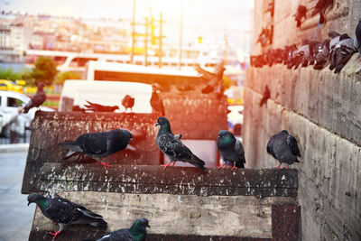 Pigeons on retaining wall