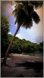 Palm trees on beach against sky