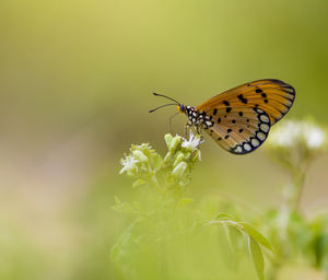 Close-up of butterfly pollinating on flower