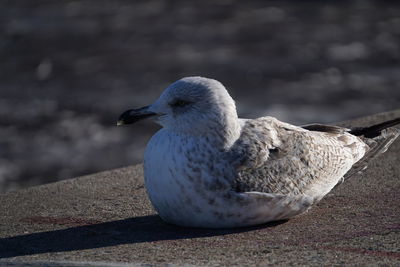 Close-up of seagull on retaining wall