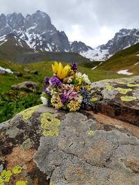 Flowers on rock by mountain