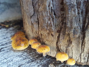 Close-up of mushrooms growing on tree trunk