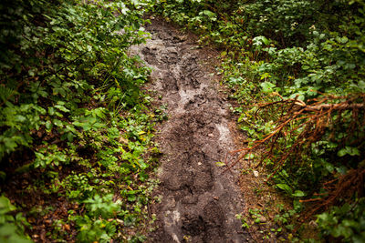 Dirt road amidst trees in forest