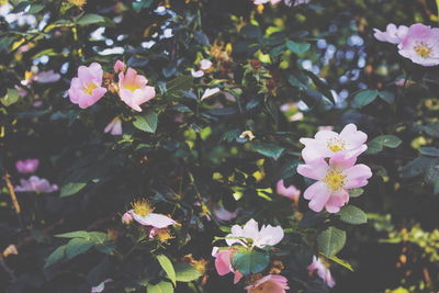 Close-up of flowers blooming outdoors