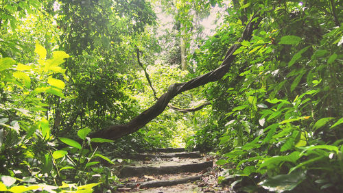 Trees and plants
