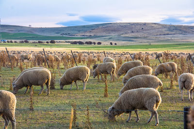 Sheep grazing in field