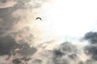 Low angle view of silhouette bird flying against sky
