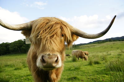 Cow standing in a field