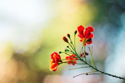 Close-up of red flowering plant