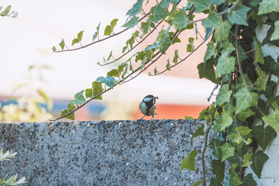 Close-up of bird perching on plant