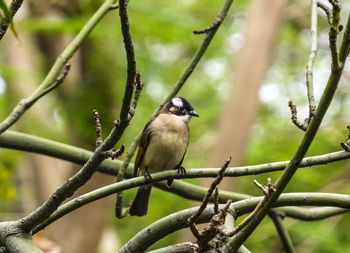 Birds perching on branch