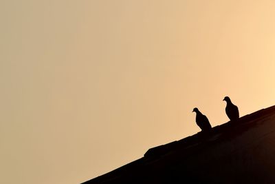 Silhouette pigeons on roof against clear sky during sunset