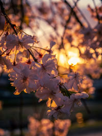 Close-up of cherry blossoms in spring