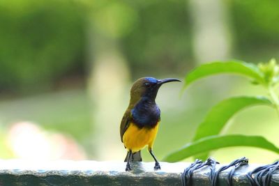 Close-up of bird perching outdoors