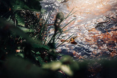 High angle view of plant by sea