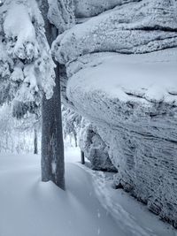 Snow covered land and trees