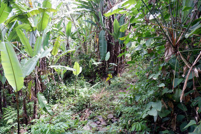 Plants and trees in forest