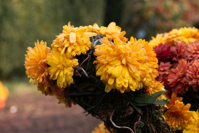 Close-up of yellow flowering plant