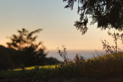 Close-up of plants against sky at sunset