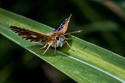 Close-up of butterfly on leaf